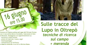 Campo studio sul Lupo in Oltrepò Pavese - 16 giugno 2019 MENCONICO - Immagine: 1