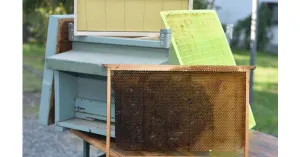 L'APE ... TORNA IN CUCINA  2022 - Immagine: 3