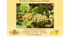 DAL VINO..... TANTE SORPRESE 2024 - Immagine: 2