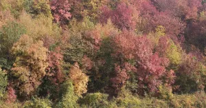 Festa di Gravanago 2019 Fortunago - Immagine: 3