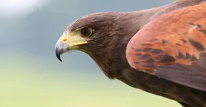 Birdwatching in Oltrepò - Immagine: 2