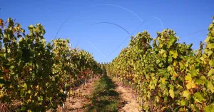 Vino in Oltrepò Pavese - Immagine: 1