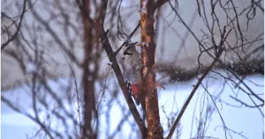 Birdwatching in Oltrepò - Immagine: 5