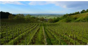 Cena in Vigna - Santa Giuletta 2019 - Immagine: 1