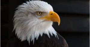 Birdwatching in Oltrepò - Immagine: 6