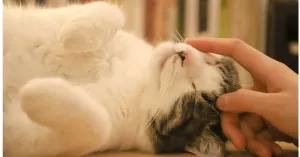 Tutti i benefici della Pet Therapy - Immagine: 4