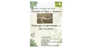 Le Notturne di Volo di Rondine