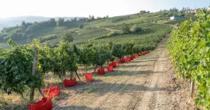 Terre d'Oltrepò - Immagine: 5