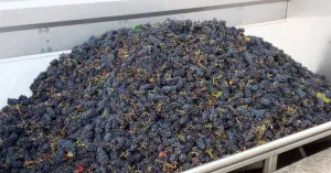 Domenica a Fortunago 9 giugno 2109 - Immagine: 5