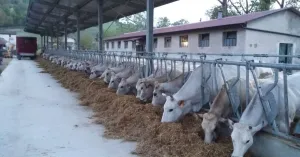 Domenica a Fortunago 12 maggio 2109 - Immagine: 2