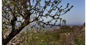 B&B Gli Acini Pietra de' Giorgi - Immagine: 13