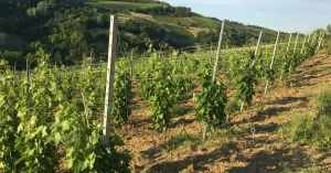 Azienda Agricola Il Masio di Marco Villani - Immagine: 4