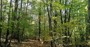 Festa di Gravanago 2019 Fortunago - Immagine: 5