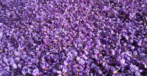 Zafferano dell'Oltrepò Pavese - Immagine: 3