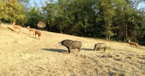 ASD GAOP - Gruppo Arcieri Oltrepo Pavese - Immagine: 17