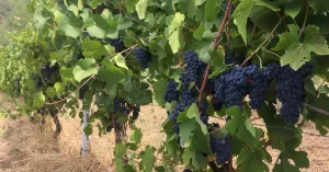 Azienda Agricola Il Masio di Marco Villani - Immagine: 2