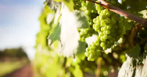 Vini La Torre di Maggi Giorgio E C. SRL - Immagine: 3