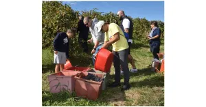 VENDEMMIAMO ASSIEME 2025 - Immagine: 3