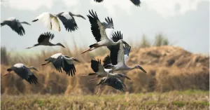 Birdwatching in Oltrepò - Immagine: 3