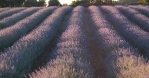 Lavanda: il fiore che fa sbocciare l’Oltrepò Pavese - Immagine: 2