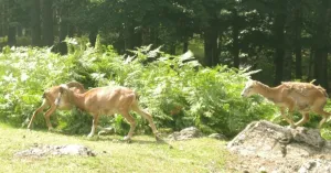 Giardino Alpino di Pietra Corva - Immagine: 4