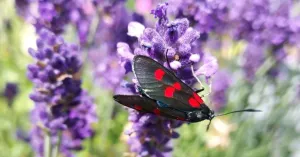 I prodotti tipici di Romagnese - Immagine: 3