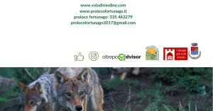 SULLE TRACCE DEL LUPO - FORTUNAGO 2019 - Immagine: 2