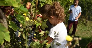 CANTINE APERTE IN VENDEMMIA  Pietra dè Giorgi 2021 - Immagine: 2