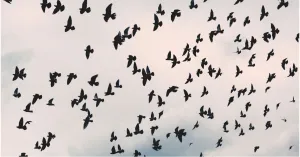 Birdwatching in Oltrepò - Immagine: 1