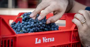 Terre d'Oltrepò - Immagine: 2