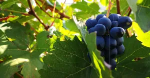 Vino in Oltrepò Pavese - Immagine: 3