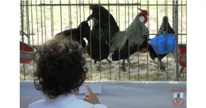 Cuni Expo 2019 - Santa Giuletta - Immagine: 3