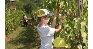 VENDEMMIAMO ASSIEME 2024 - Immagine: 1