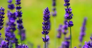 Lavanda: il fiore che fa sbocciare l’Oltrepò Pavese - Immagine: 3
