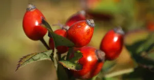 Fiori a tavola: quando la bellezza fa bene alla salute - Immagine: 3