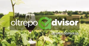 Vendemmia in Oltrepò Pavese - Immagine: 1