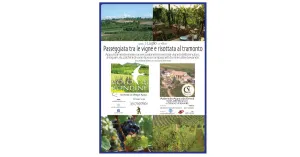 Passeggiata in Vigna e Risottata al tramonto - Immagine: 1