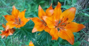 Giardino Alpino di Pietra Corva - Immagine: 2