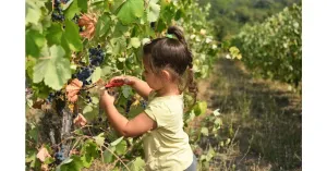 VENDEMMIAMO ASSIEME 2023 - Immagine: 1