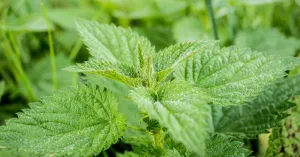 Fiori a tavola: quando la bellezza fa bene alla salute - Immagine: 4