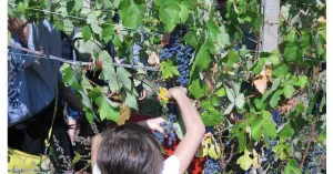 Vigneti aperti in vendemmia Pietra De' Giorgi 2020 - Immagine: 2
