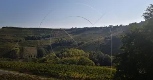 Vino in Oltrepò Pavese - Immagine: 2