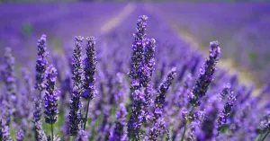 Lavanda: il fiore che fa sbocciare l’Oltrepò Pavese - Immagine: 1
