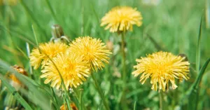 Fiori a tavola: quando la bellezza fa bene alla salute - Immagine: 2
