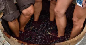 Vigneti aperti in vendemmia Pietra De' Giorgi 2020 - Immagine: 5