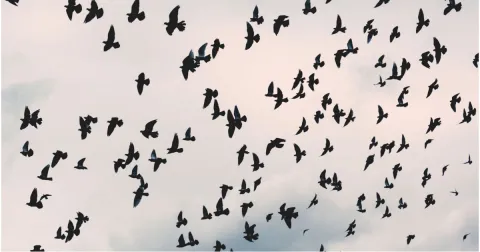 Birdwatching in Oltrepò