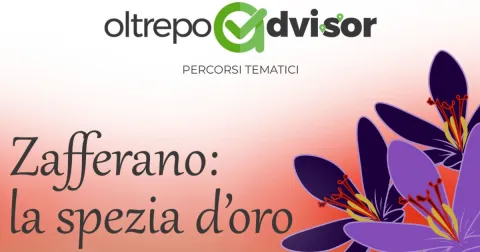 Zafferano: la spezia d'oro