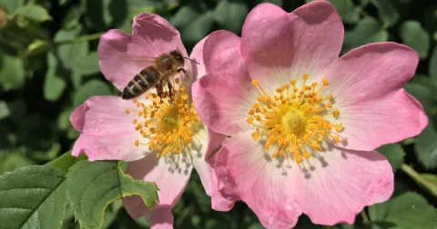 Flowers on the table: when beauty is good for health
