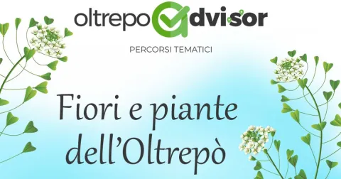 Fiori e piante dell’Oltrepò