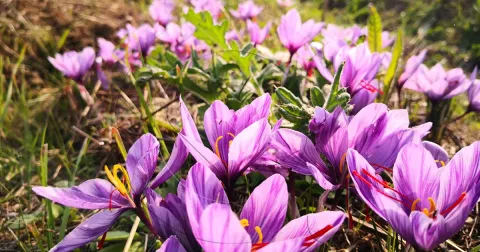 Zafferano dell'Oltrepò Pavese